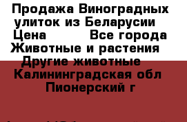 Продажа Виноградных улиток из Беларусии › Цена ­ 250 - Все города Животные и растения » Другие животные   . Калининградская обл.,Пионерский г.
